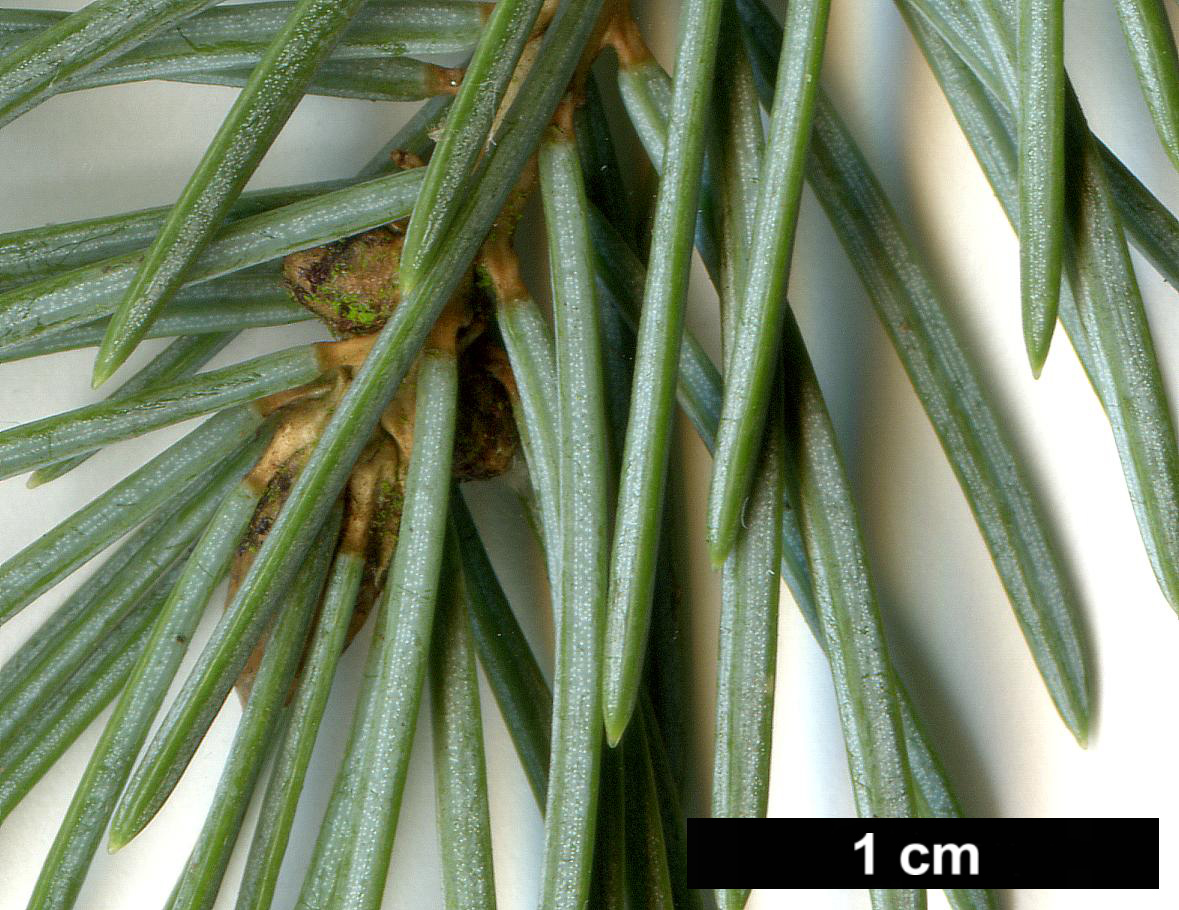 High resolution image: Family: Pinaceae - Genus: Picea - Taxon: pungens - SpeciesSub: Glauca Group